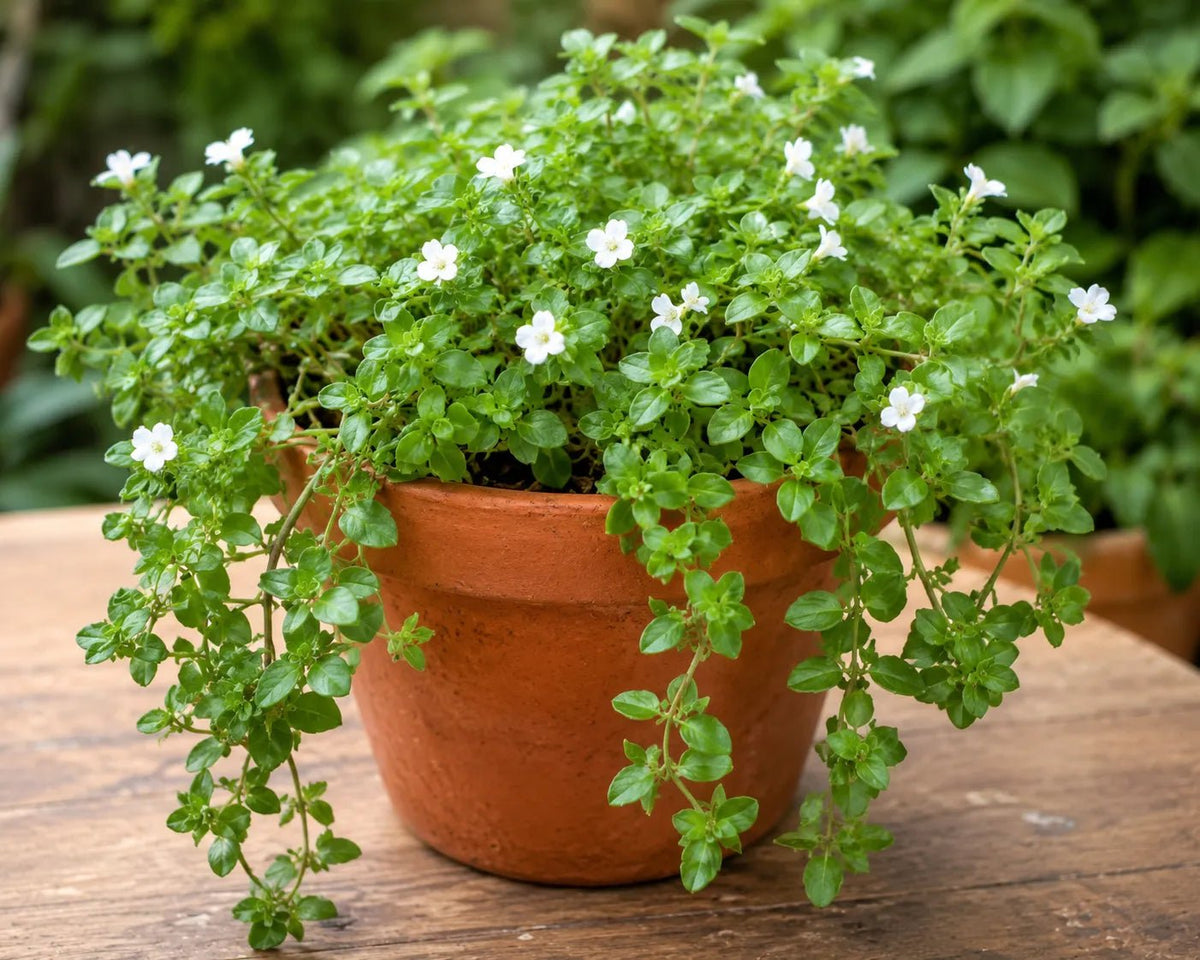 Bio Brahmi - Topf - Unimedica -Kornkammer Natur