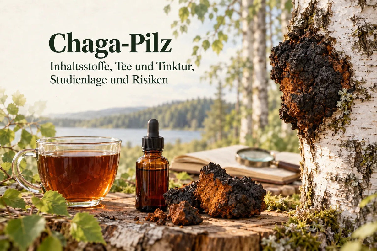 Chaga-Pilz: Inhaltsstoffe, Tee und Tinktur, Studienlage und Risiken