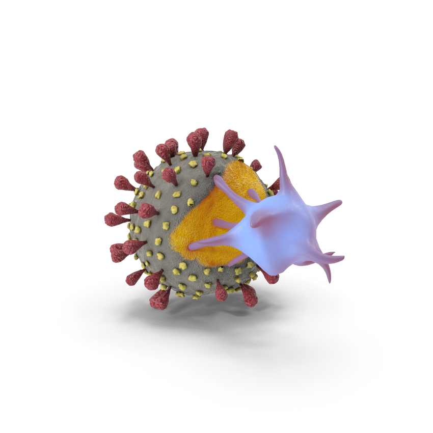 Immunsystem