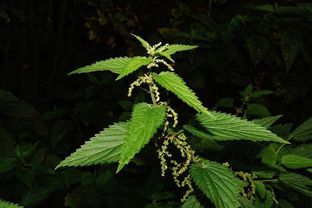 Brennesselblätter, geschnitten Bio - TeeWurdies Kornkammer Natur