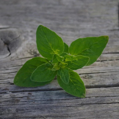 Oregano Pflanze Kornkammer Natur